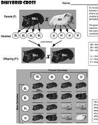 About 70% of americans perceive a bitter taste from the chemical phenylthiocarbamide (ptc). Dihybrid Crosses In Guinea Pigs