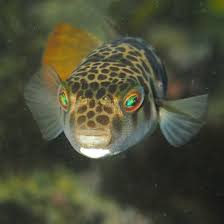 Smooth Toadfish Wikipedia