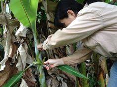 Apr 30, 2021 · with less ants to defend them, aphid numbers will drop. 13 Waimanalo Banana Aphid Ideas Aphids Banana Plant Leaves