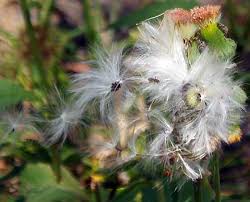 Image result for Crassocephalum radiatum