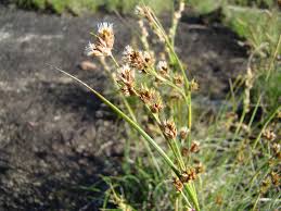 Image result for Coleochloa