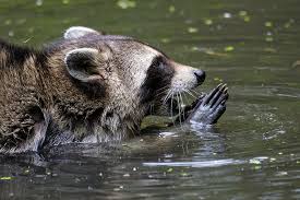 Op steeds meer plekken in gelderland duikt de wasbeer op. Wasbeer Wild Van Freek