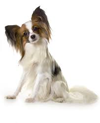 Searching For A Purebred Dog Try A Rescue First