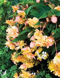 Tuberous begonias are available in a variety of flower colors, forms, and growth. Trailing Tuberous Begonias Gold Picotee Tesselaar