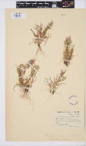 Image result for Lintonia nutans