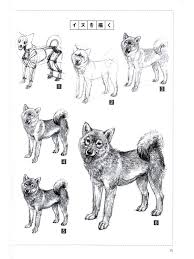 If i drew a dozen modern rhinos, copied the charles r. Animal Drawing Skeleton And Proportion Of Different Animals Reference Book Anime Books