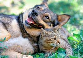 Mo4paws