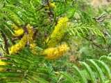 Image result for Elephantorrhiza goetzei