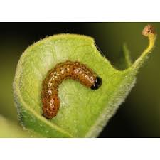 Image result for Afrocanthium mundianum