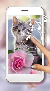 Los fondos más populares y más premiados, ahora disponibles para windows. Gatitos De Amor Fondos Pantalla Animados For Android Apk Download
