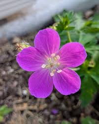 Image result for Geranium ocellatum