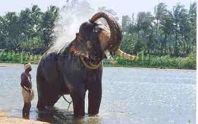Mangalamkunnu karnan elephant story copyright @r media 2019. All Sizes Mangalamkunnu Karnan Flickr Photo Sharing