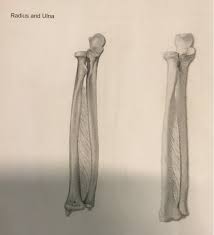 This ulnar view labelled illustration is from 'asklepios atlas of the human anatomy'. Solved 6 Radius And Ulna A Label Each Diagram As Anter Chegg Com