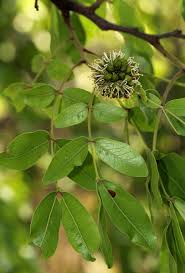 Image result for Brachystegia spiciformis