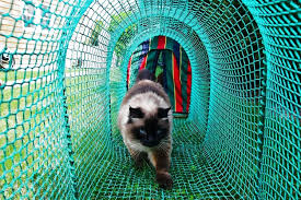 Cat-Product Entrepreneurs Stay Steps Ahead of the Copycats - WSJ