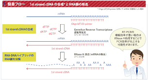 Cdna stands for complementary dna. Geneace Cdna Synthesis Kit 1st Strand Cdnaåˆæˆã‚­ãƒƒãƒˆ