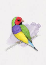 They are nurtured and ready to become a part of your home. Gouldian Finch Poster By Bianca Wisseloo Displate