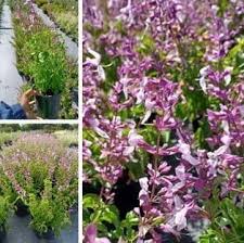 Image result for Ocimum labiatum