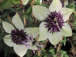 De clematis avalanche is een groenblijvende clematis uit de cartmanii familie. Jan Den Hertog Tuinplanten Boskoop