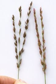 Image result for Alloteropsis semialata