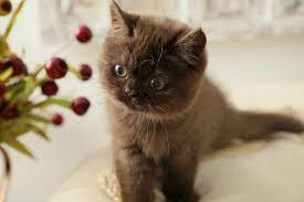 Use the search tool below and browse adoptable havana browns! Fudgie Currently Available Solid Chocolate Exotic Short Hair Persian Kitten Teddy Bear Persianpersian Himalayan Kittens For Sale In A Rainbow Of Colors In Business For 32 Years