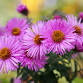 More Than Mums: Fall Perennial Blooms — Dodge County Master Gardeners