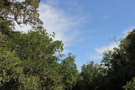 Wana wisata ini terdiri dari hutan alam dan hutan tanaman, sumber air yang ada berupa mata air yang saat ini dimanfaatkan untuk keperluan pengunjung. Hutan Fungsi Dan Jenisnya Halaman All Kompas Com