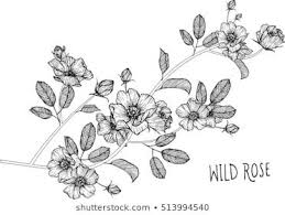 Black And White Flower Crown Drawing Cosmos Flowers Drawing Lineart On White Stock Vector Royalty Free 739204234 Flower Drawing Flower Drawing Images Flower Crown Drawing