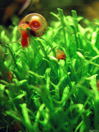 1 pack of plant weights containing 10 weights. Riccia Fluitans Crystalwort Flowgrow Aquatic Plant Database