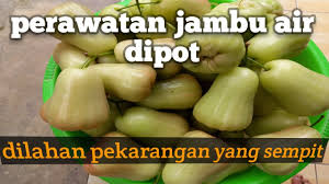 Apr 27, 2021 · january 26, 2021 aku yang tidak kau ini itu dan di anda akan apa dia saya kita untuk mereka ada tahu dengan bisa dari tak kamu kami adalah ke ya orang tapi harus pergi baik dalam sini seperti hanya ingin sekarang semua saja sudah jika oh apakah jadi satu jangan notes 1) this list was created using public/free Tips Agar Labu Berbuah Banyak 3 Cara Menanam Pare Agar Cepat Tumbuh Dan Berbuah Banyak Pada Kebiasaan Buah Durian Boleh Mencapai 30 Cm 12 In Panjang Dan 15 Cm 6
