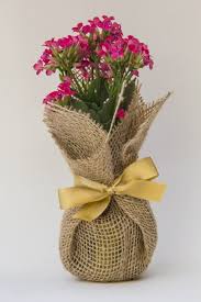 Kalanchoe Em Juta Arrematado Por Fita De Cetim Flores De Saco De Papel Lembrancinhas De Flores Arranjos De Mesa