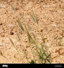 Image result for Dichanthium sericeum