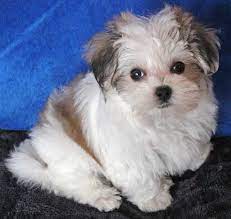 Most of our puppies have championship bloodlines, and are akc/ckc or ckc registered. Morkie Puppy For Sale Heavenly Puppies