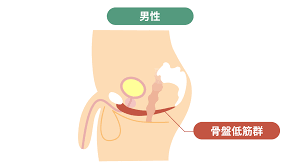 中折れの改善方法とは？原因や対策を徹底解説 | メディカルメモ