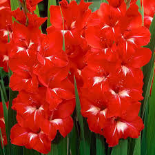 Image result for Gladiolus pretoriensis