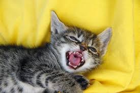 Following are photos to give you an idea of how the appearance of the bites on the skin. Bite Wounds In Cats Symptoms Causes Diagnosis Treatment Recovery Management Cost