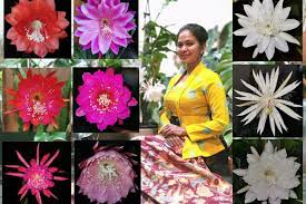 The royal horticultural society memilih nama. Cerita Bunga Wijaya Kusuma Sarat Mitos Dan Juga Manfaat Kesehatan Halaman All Kompas Com