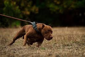 Top 10 Most Dangerous Dog Breeds In The World 10 Most Today Dangerous Dogs Dog Breeds Pitbulls