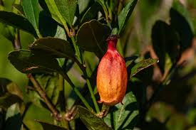 Image result for Halleria elliptica