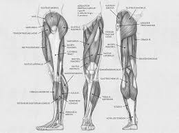 Select from premium lower body anatomy of the highest quality. 7 Powerful Lower Body Strength Routines Fitness Volt