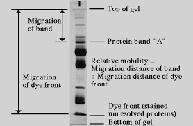 Measuring Mobility Of Protein Bands