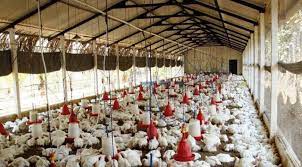 10 Reasons You Must Not Live Near Poultry Farm - P.m. News