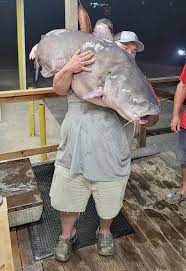 Angler Sets Record With Blue Catfish That Looked Like A Baby Whale