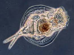 Image result for Eragrostis rotifer