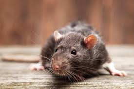 Cpppmt3042 install physical termite management systems. Don T Get Caught Understand The Changes To Rat Bait Legislation For 2018 Stowag
