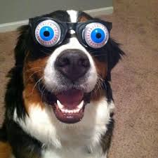 607 100 sheep curious look. Funny Animals Allfunnyanimals Twitter