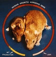 A solution or part of the problem? Transgenic Organism Uvm Genetics Genomics Wiki Fandom