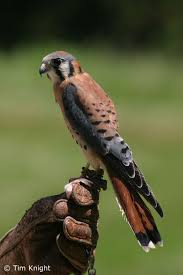Birds Of Prey Central Florida Kestrals Are In My Opinion The Most Beautiful Birds Of Prey I Would Love To Try Falconry With One Beautiful Birds Colorful Birds Raptors Bird