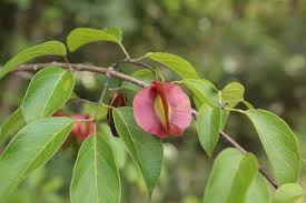 Image result for Combretum psidioides