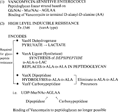 Image result for Group D Streptococcus